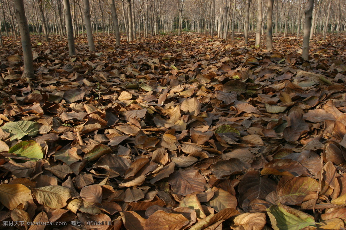 树林免费下载 高清图片 树林 树叶 满地黄叶