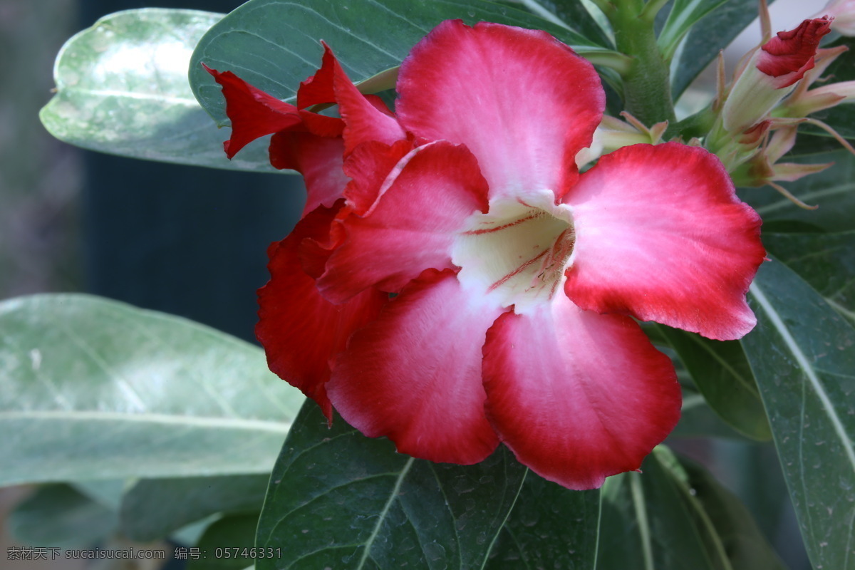 沙漠玫瑰 天宝花 花卉 花朵 花瓣 草花 绿化景观 植物 花儿 花蕊 观赏花卉 多肉植物 多浆植物 花卉大观园 生物世界 花草