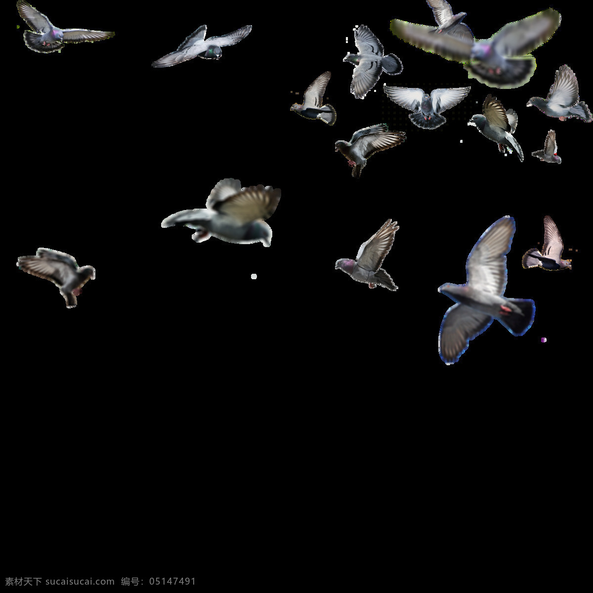 飞翔的鸽群 广场 喂鸽子 休闲 艺术 背景 杂图