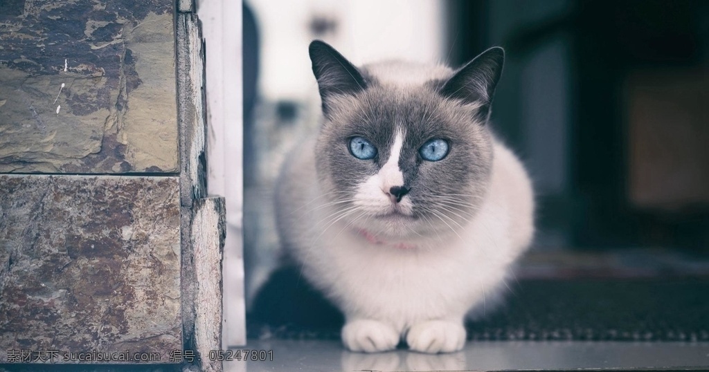 猫咪 喵 猫 小猫 毛茸茸 猫爪 肉垫 可爱 小动物 动物 英短 美短 蓝猫 布偶 橘猫 家猫 流浪猫 摄影图 生物世界 家禽家畜