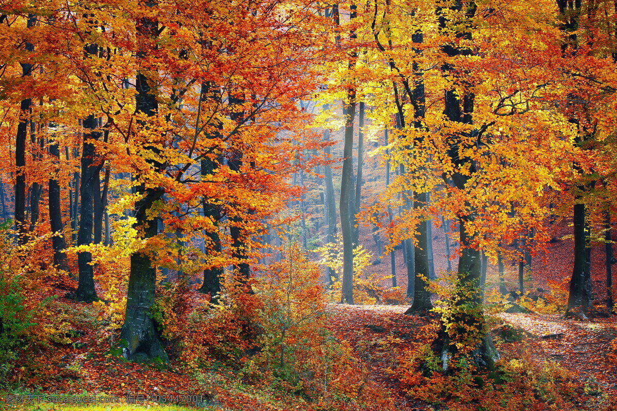 秋天 树林 风景图片 秋天树木 树木 林木 小树林