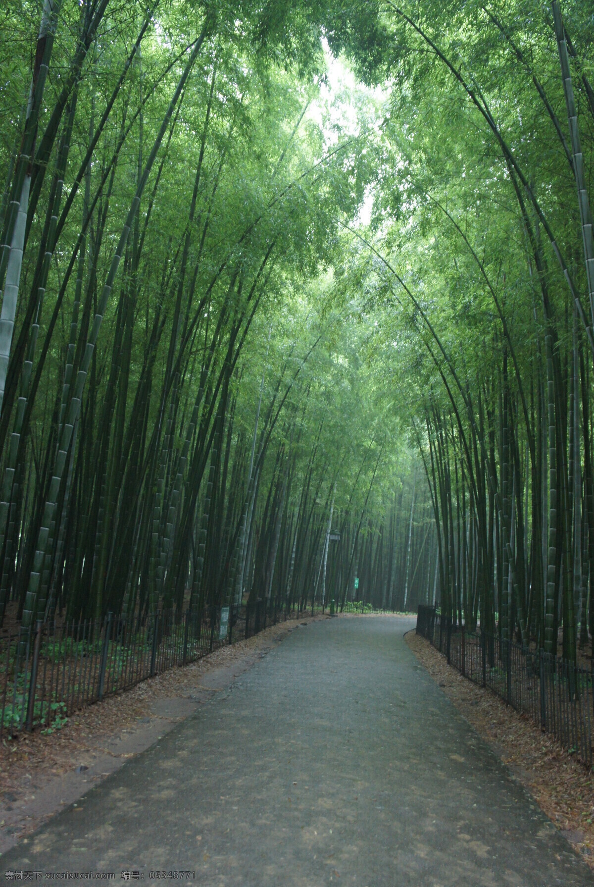 竹 巷 旅游摄影 绿色 小道 自然风景 竹巷 幽静 怡然 摄影类 矢量图 日常生活