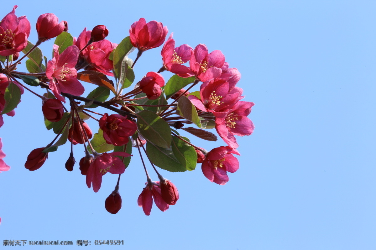 绚丽海棠 海棠花 观赏花卉 花朵 花瓣 花蕊 花骨朵 春芽 花苞 海棠 春天 花卉 树枝 园林景观 绿化景观 山楂 红叶 李 生物世界 花草