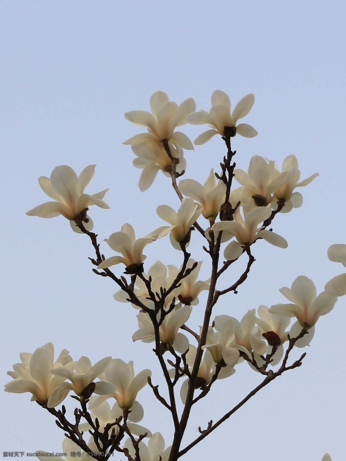 玉兰花 木兰 玉兰 白玉兰 花开 开花 树枝 花 春暖花开 花盛开 落叶乔木 上海市花 白兰 白兰花 观赏树 生物世界 花草