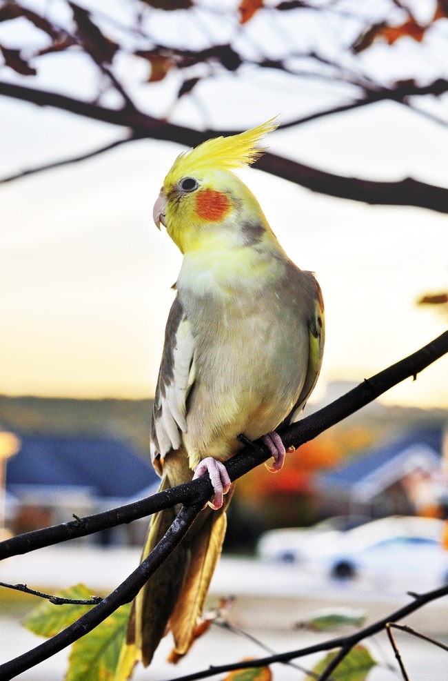 鹦哥 parrot 凤头鹦鹉 多彩羽毛 动物 鸟类 飞禽 宠物 羽毛艳丽