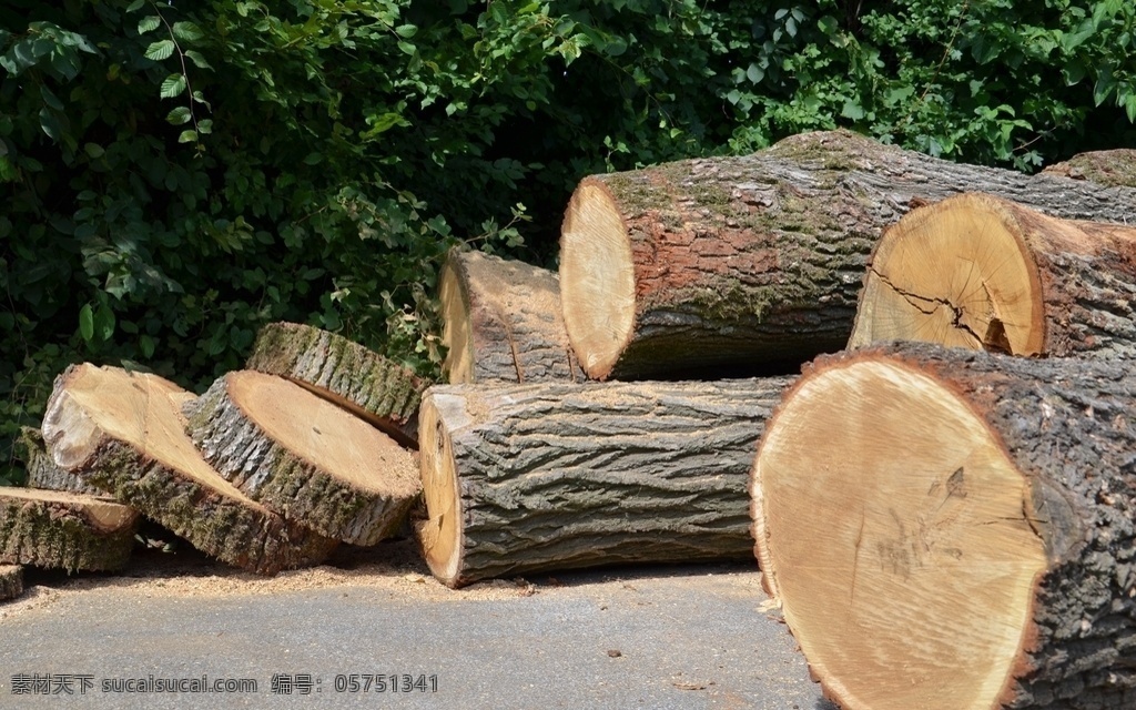 高清木材摄影 木头 木材 高清 树木 切面 横切面 年轮 生活百科 生活素材
