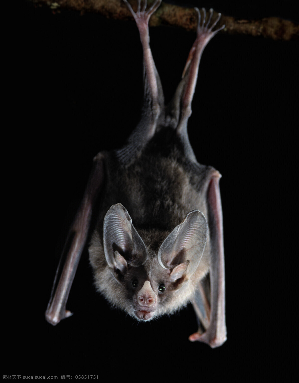 蝙蝠 倒挂 黑夜 吸血 恐怖 山洞 高清 特写 野生动物 生物世界