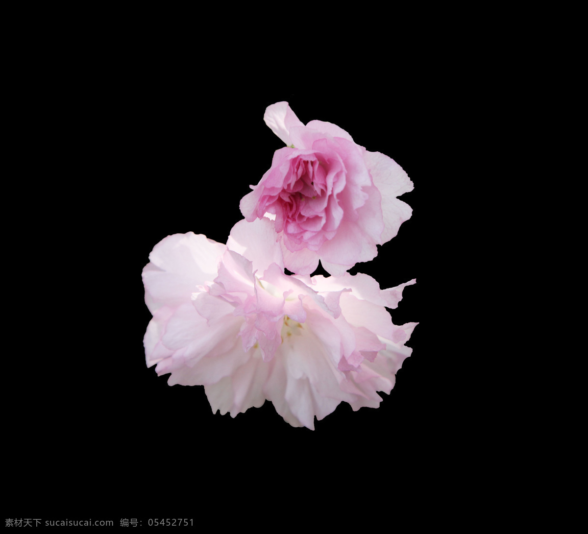 位图 写实花卉 植物 花朵 免费素材 面料图库 服装图案 黑色