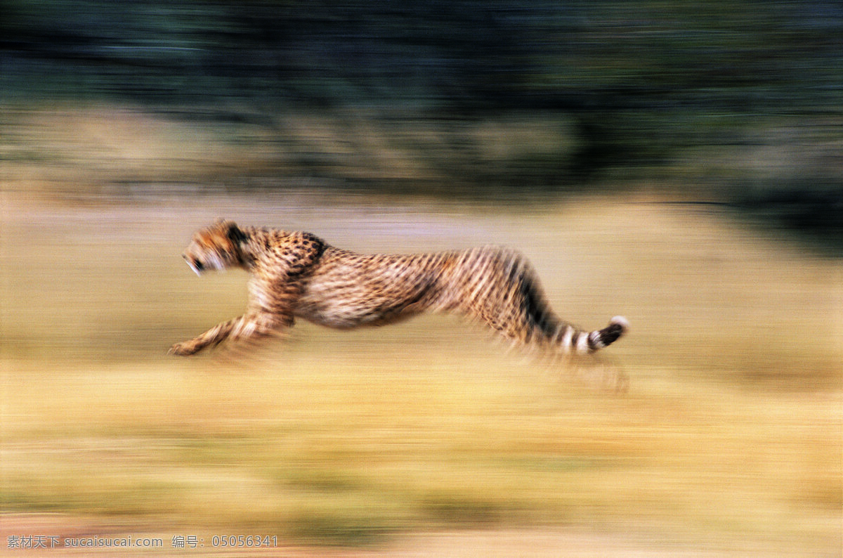 奔跑的猎豹 野生动物 动物世界 哺乳动物 金钱豹 奔跑 猎豹 豹子 摄影图 陆地动物 生物世界 黄色