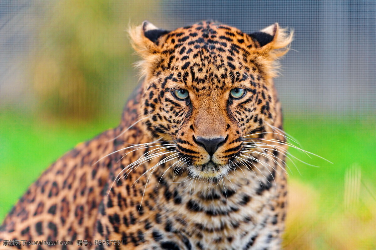 豹子 金钱豹 美洲豹 猎豹 豹纹 猛兽 凶猛 豹子头 猫科动物 野生动物 生物世界