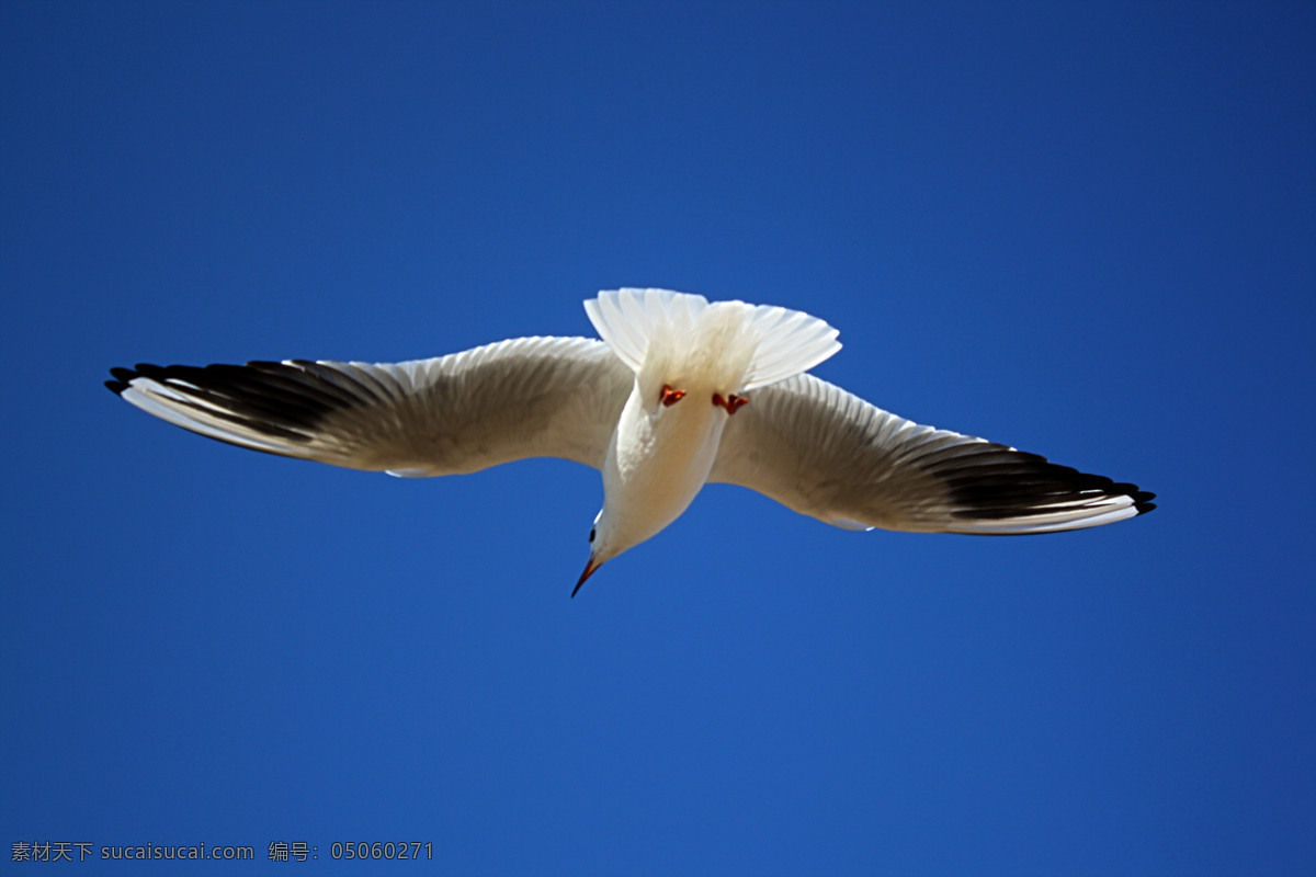 滇池海鸥 海鸥 鸟类 生物世界