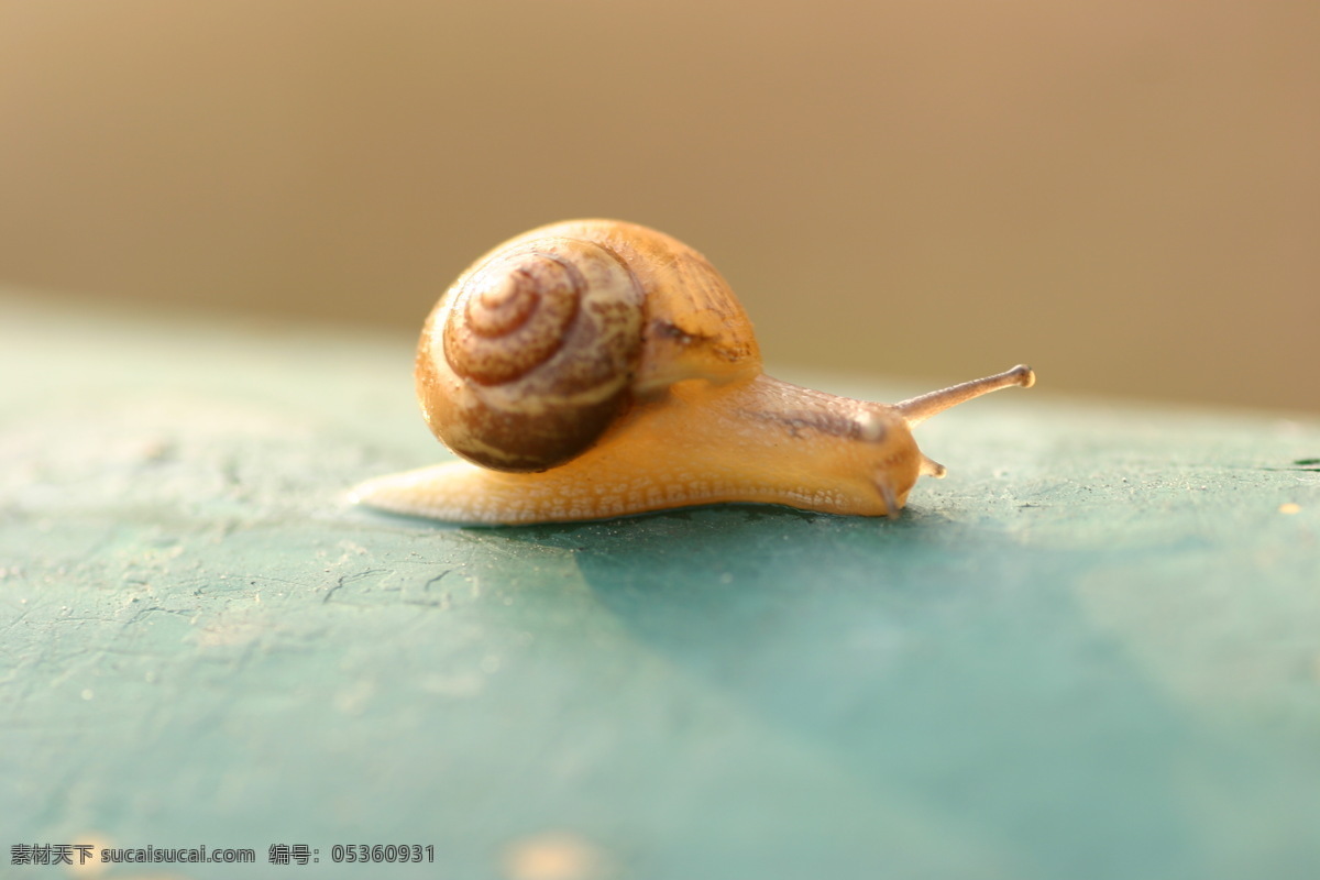攀爬的蜗牛 蜗牛 爬行的蜗牛 桌面 上 爬行 静物 背景 昆虫 生物世界