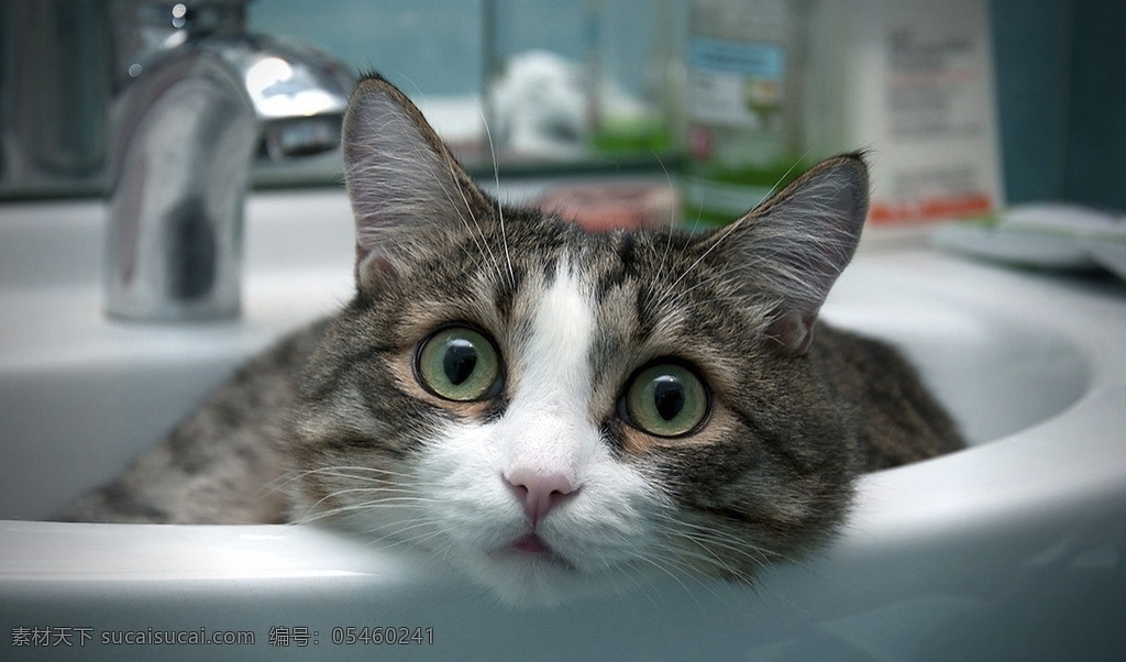 猫咪 可爱 小猫 高清 懵 洗澡 家禽家畜 生物世界