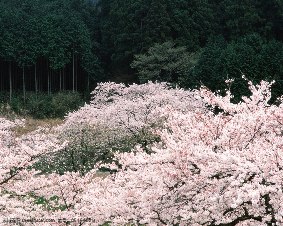 春暖花开 背景 风景 花 花草 花季 摄影图库 植物世界 自然风景 自然景观 花的季节 生活 旅游餐饮