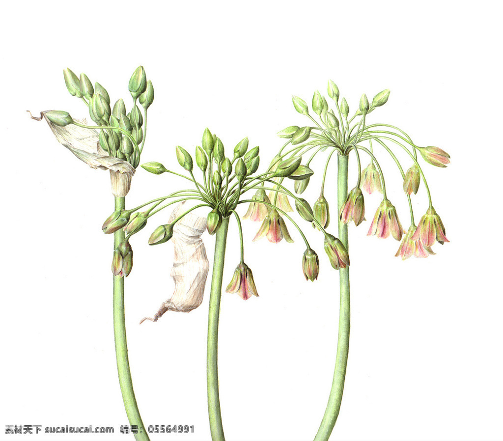 位图 植物 写意花卉 花朵 免费素材 面料图库 服装图案 白色