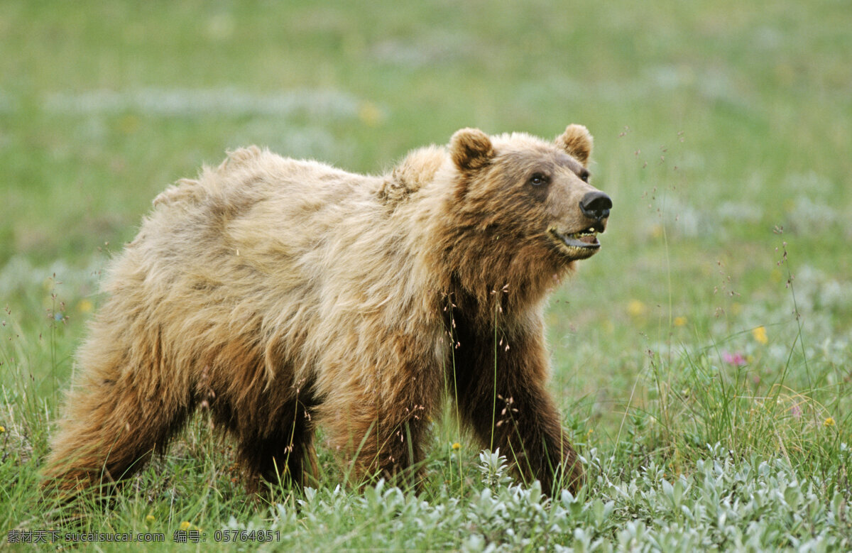 野生棕熊摄影 脯乳动物 保护动物 熊 狗熊 棕熊 野生动物 动物世界 摄影图 陆地动物 生物世界 黑色