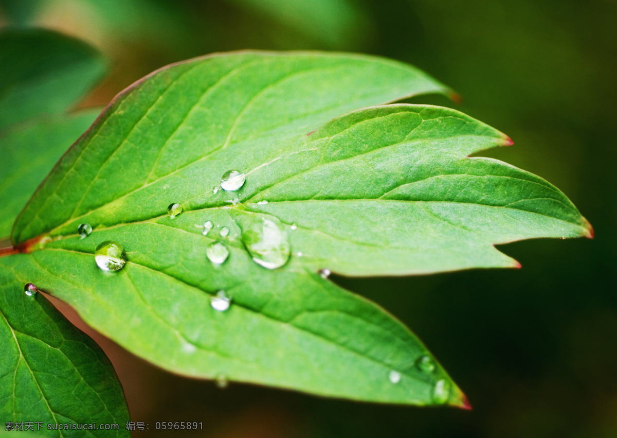 高清图片 绿叶 生物世界 树木树叶 树叶 水滴 水珠 特写 绿叶特写图片 植物 微距摄影