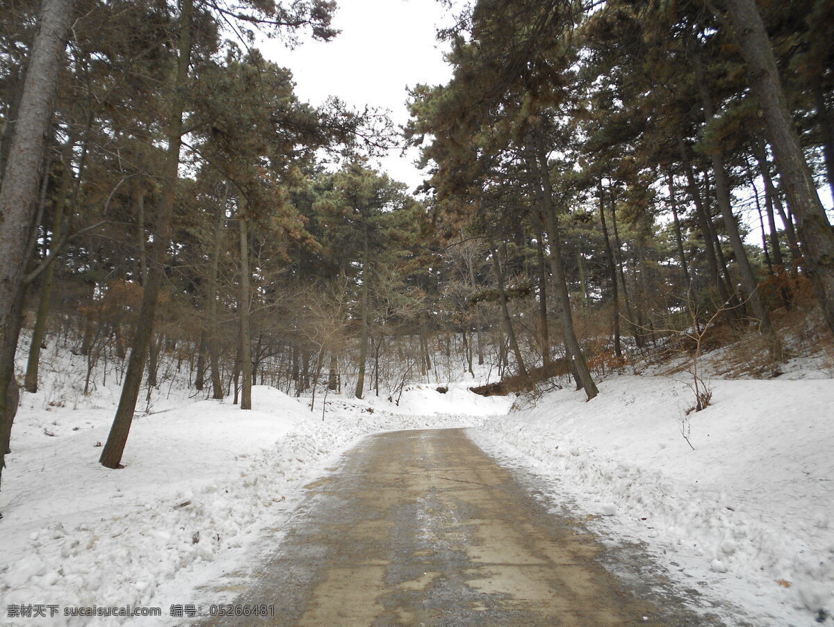 沈阳 森林 动物园 树林 雪 雪景 雪地 山 山上 上山 道路 上坡 树木 松树 景区 风景区 旅游 旅游摄影 路 冬天 冬季 风景 国内旅游