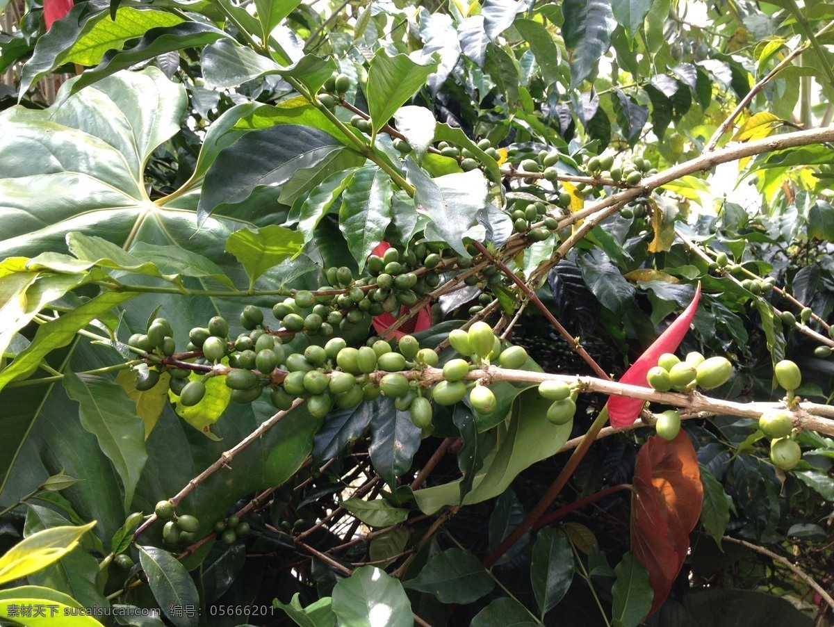 咖啡树 咖啡 树 巴厘岛 咖啡果 树木树叶 生物世界