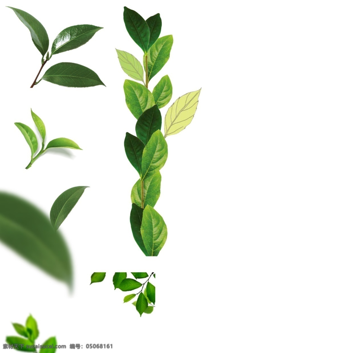 树叶 绿叶 青翠绿叶素材 春季 树木 卡通树叶 植物 点缀素材 底纹边框 彩色树叶 矢量树叶 秋叶 金色树叶 红色树叶 树木树叶 各种树叶 叶子 绿色叶子 枫叶 枫叶素材 树枝 花纹花边 一串树叶 绿色树叶 花卉植物 花草 手绘 时尚 梦幻 梦幻树叶 各种叶子 绿色树叶素材 分层