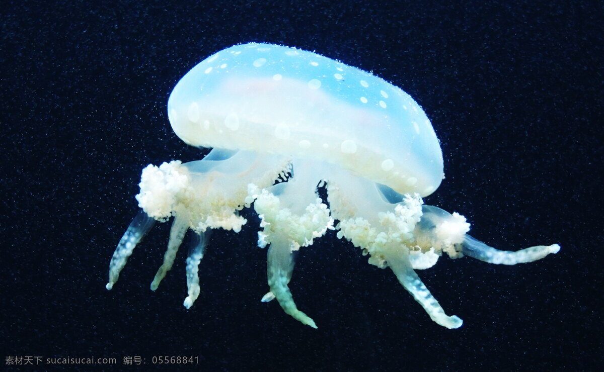 蓝色 水母 高清 蓝色水母 海蜇 伞状 刺胞动物