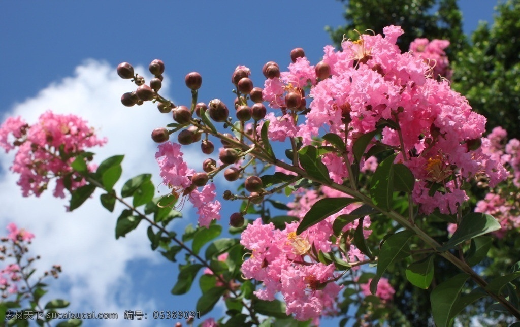 紫薇花 紫薇 粉色 蓝天 绿叶 公园 花花世界 花草 生物世界