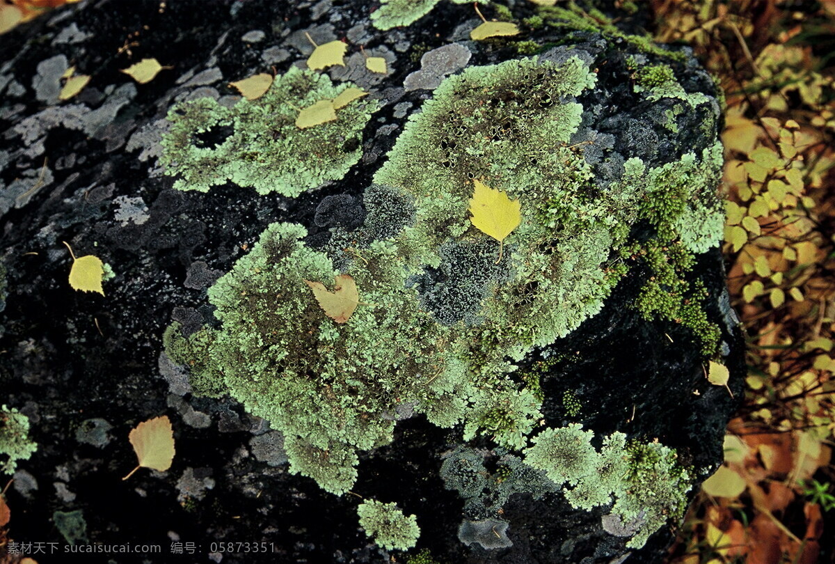 落叶 树叶 石头 苔藓 自然风景 旅游摄影