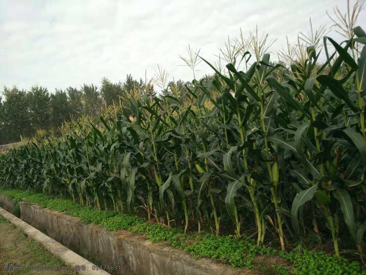玉米田 秋收 玉米 绿油油 生机 希望 农作物 生活百科 生活素材