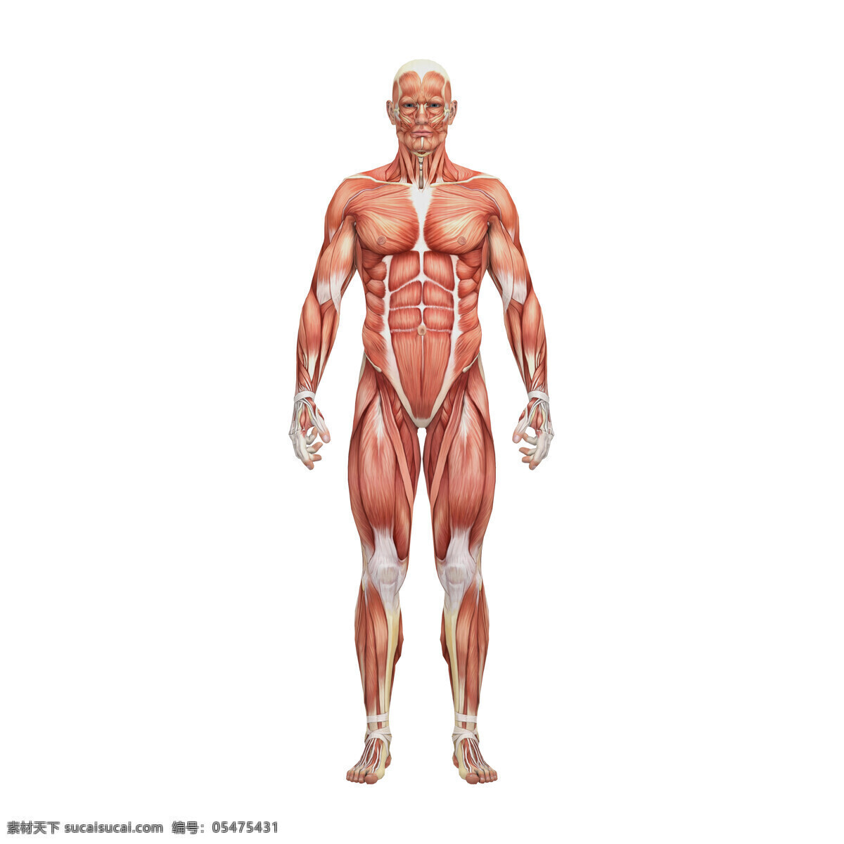男性 人体 肌肉 组织 人体解剖学 男性人体 肌肉组织图 医学 医疗护理 人体器官图 人物图片