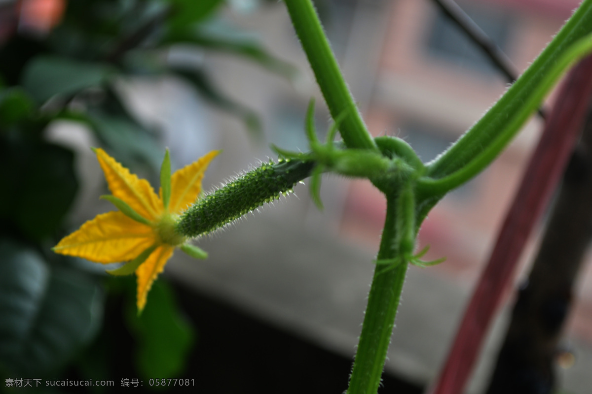 黄瓜 花草 生物世界 蔬菜 植物 黄瓜藤 小黄瓜 黄瓜花 黄瓜种植 风景 生活 旅游餐饮