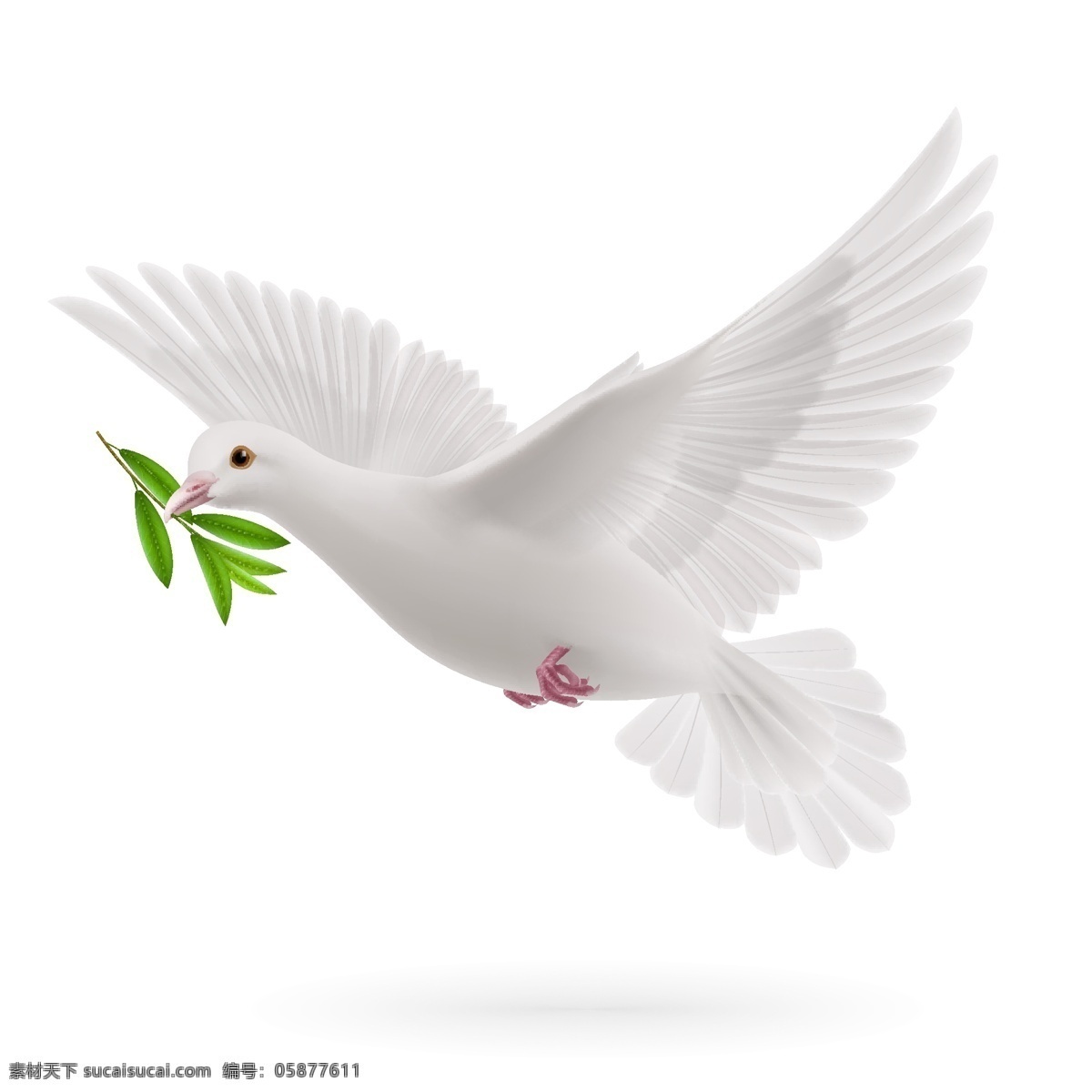 衔 橄榄枝 鸽子 和平鸽 衔橄榄枝鸽子 和平使者 象征和平 生物世界 鸟类
