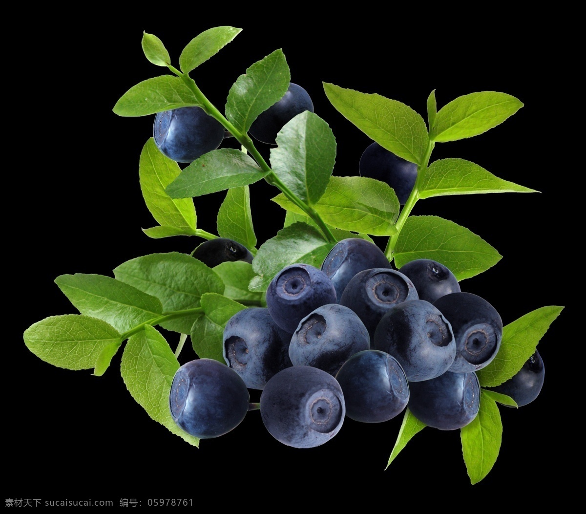 蓝莓 果 新鲜 果实 文件 蓝莓果 绿叶 水果 叶子 黑色