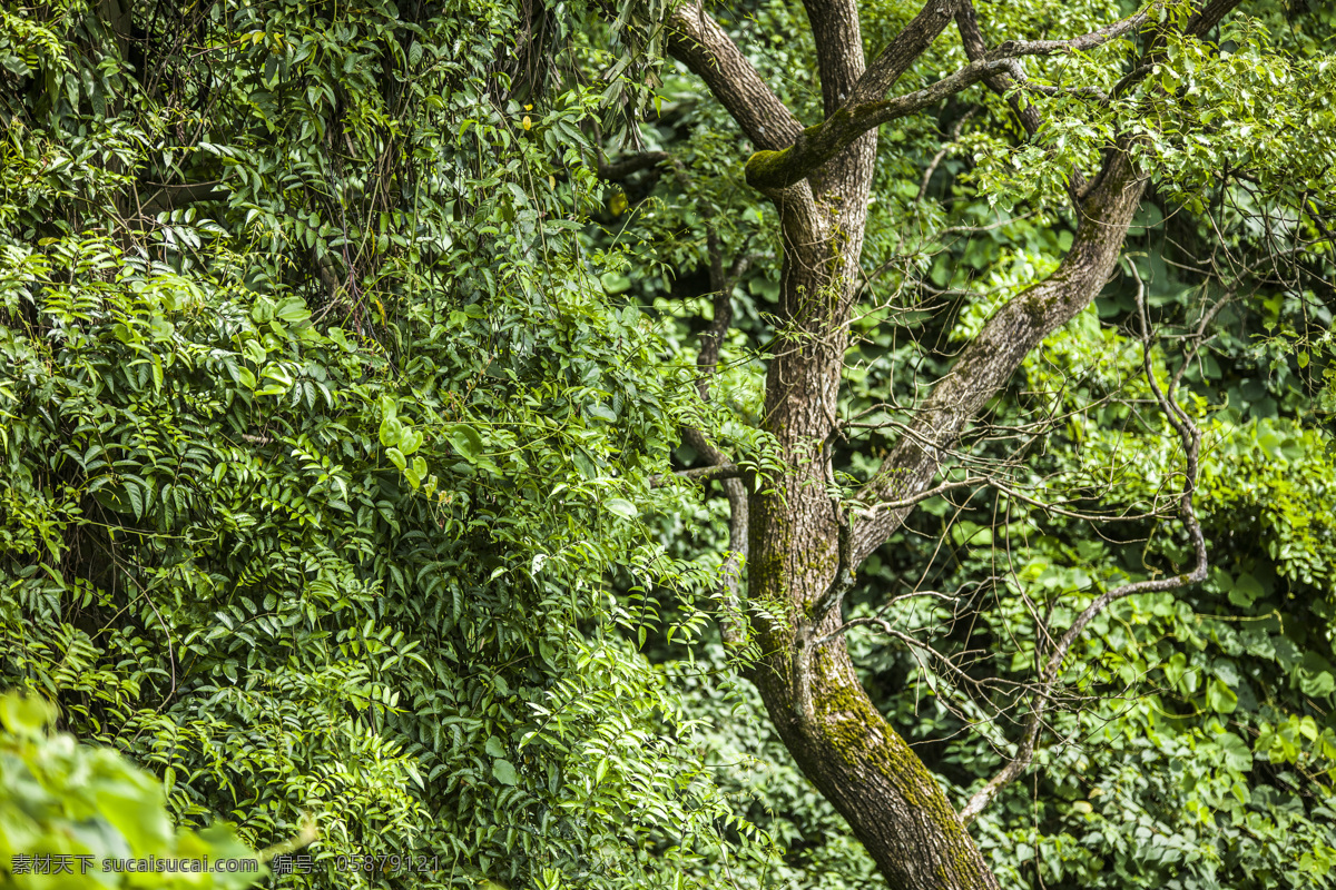 森林树木 森林 树林 树木 信宜石狗岭 山林 生物世界 树木树叶