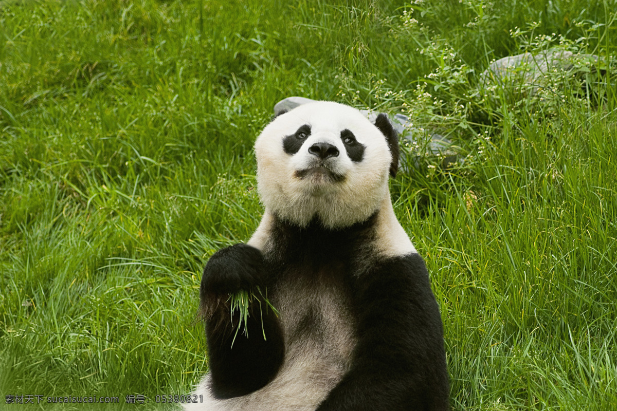 唯美 可爱 动物 野生 大熊猫 熊猫 可爱大熊猫 国宝大熊猫 国宝 生物世界 野生动物