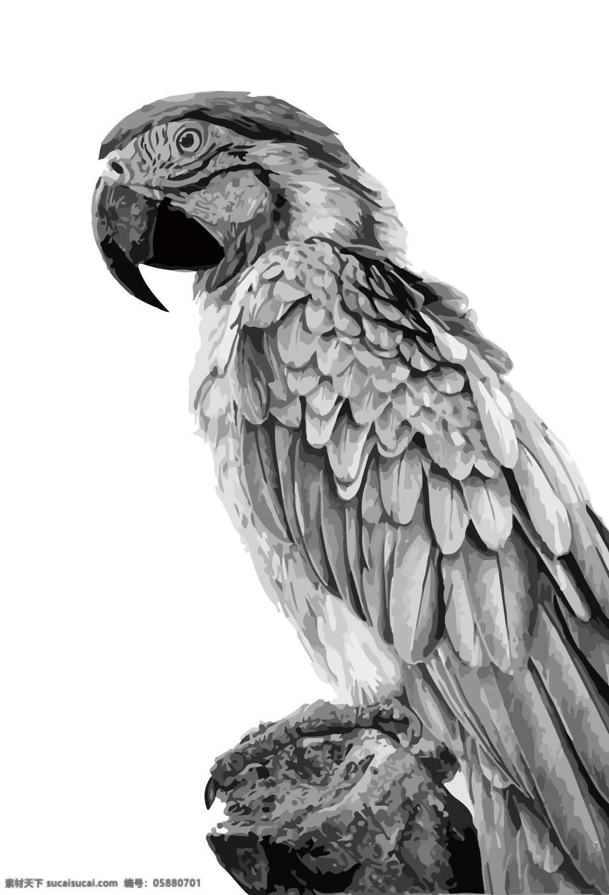 鹦鹉 鸟 素描 铅笔 画 素描手绘 铅笔画 鸟类 元素 鸟元素 小鸟元素