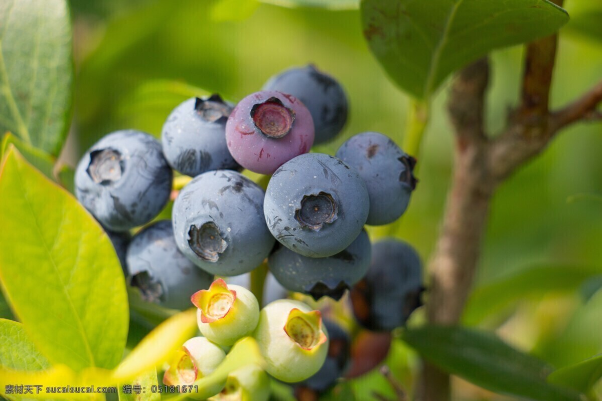 新鲜大蓝莓 蓝莓 野生蓝莓 新鲜蓝莓 水果 美食 营养 美味 果子 鲜果 果实 黑果子 绿叶 新鲜 小果子 新鲜水果 植物 生物世界