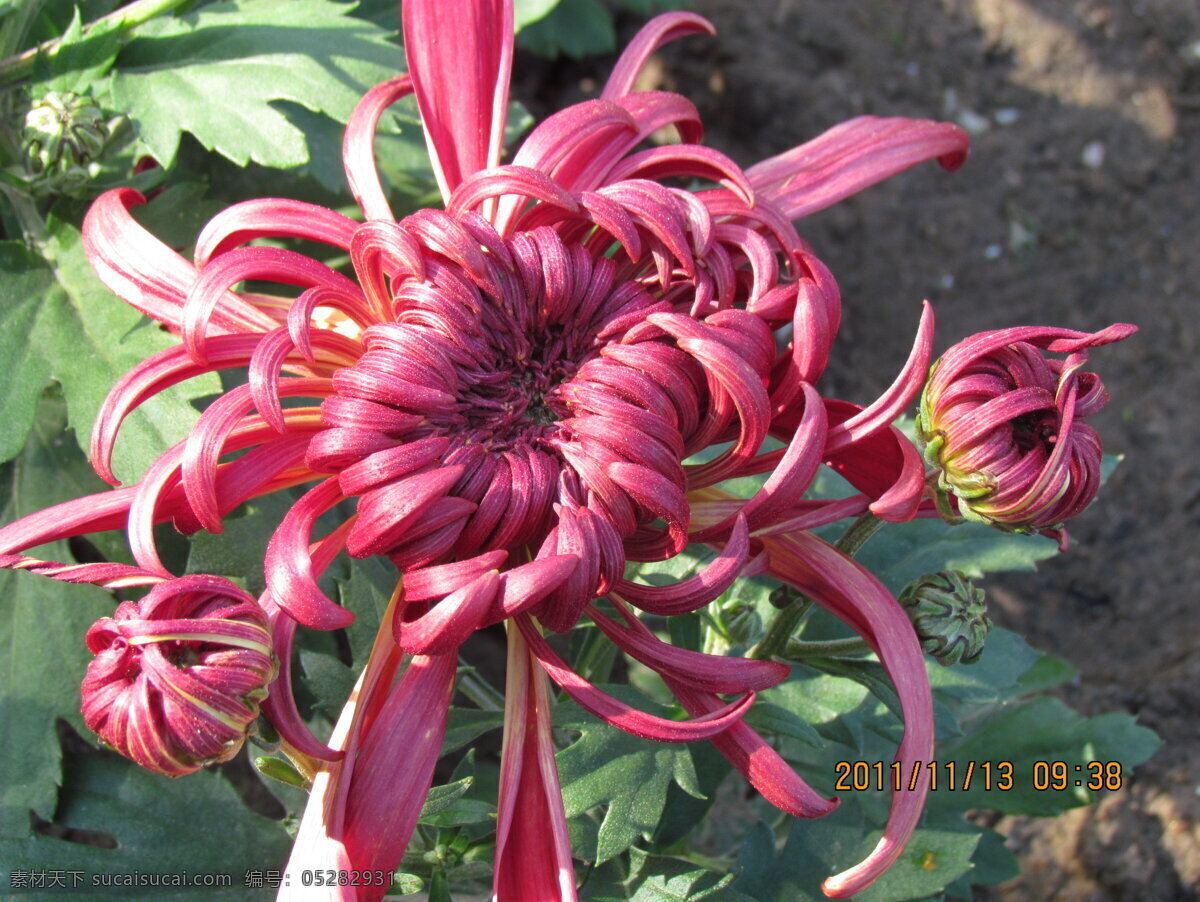 菊花 花草 开封 生物世界 二 十 九 届 展览会 菊花造型 秋菊 开 封二 花会 装饰素材 展示设计