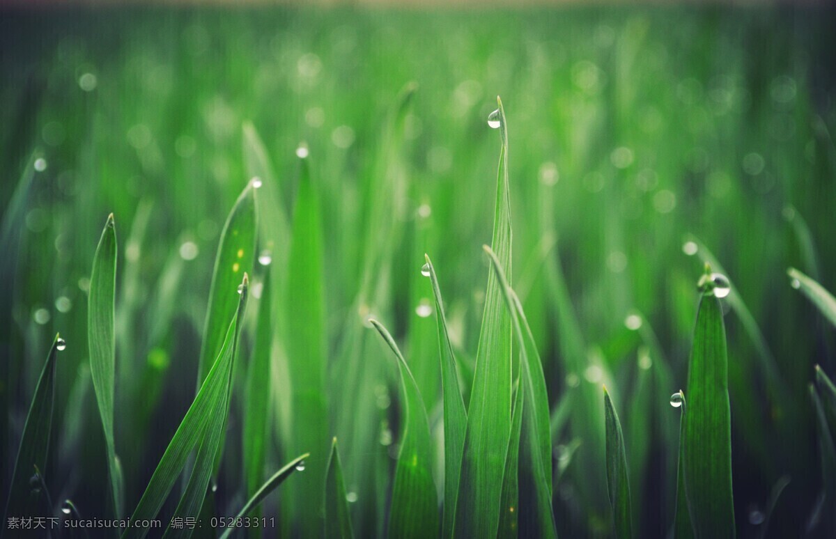 绿色麦田露珠 春天 生命 润物 绿色 农业 小麦 自然景观 田园风光