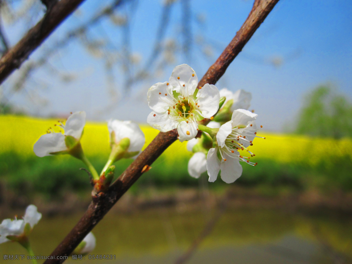 李花 白色的花 春色 春天的花朵 高清花朵 花草 花蕊 生物世界 阳光下的花朵 psd源文件