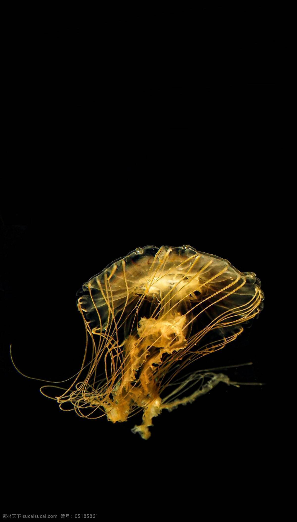 水母图片 美丽 海洋 生物 透明 水母 生物世界 海洋生物