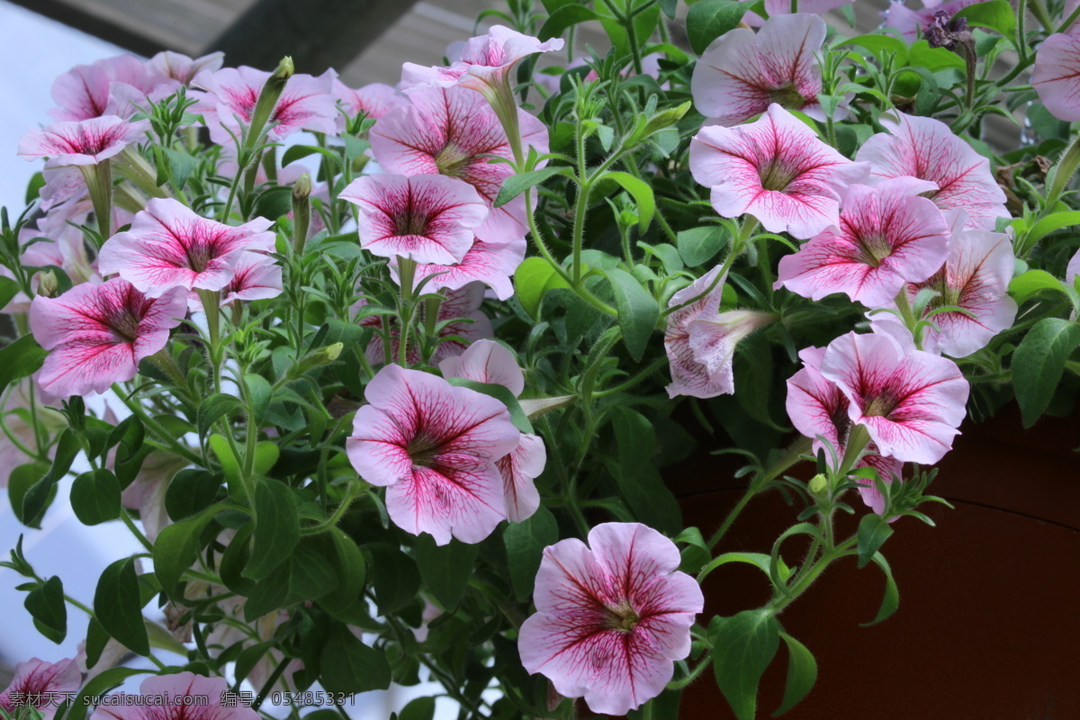 碧冬茄 牵牛花 矮牵牛 观赏花卉 花瓣 花朵 花儿 花草 花卉 植物 绿化景观 花卉大观园 生物世界