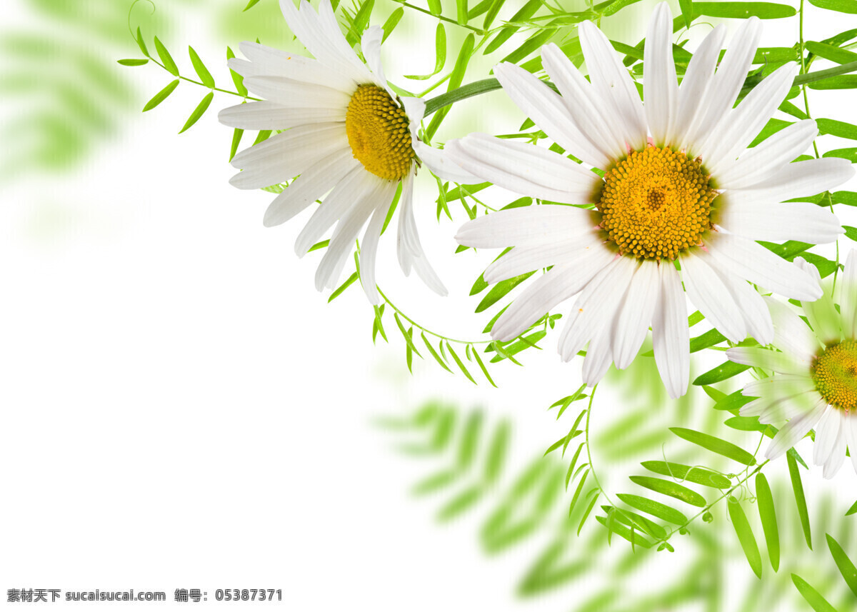 清新 菊花 背景 植物 鲜花 新鲜 美丽 花朵 自然 绿叶 白色菊花 花草树木 生物世界
