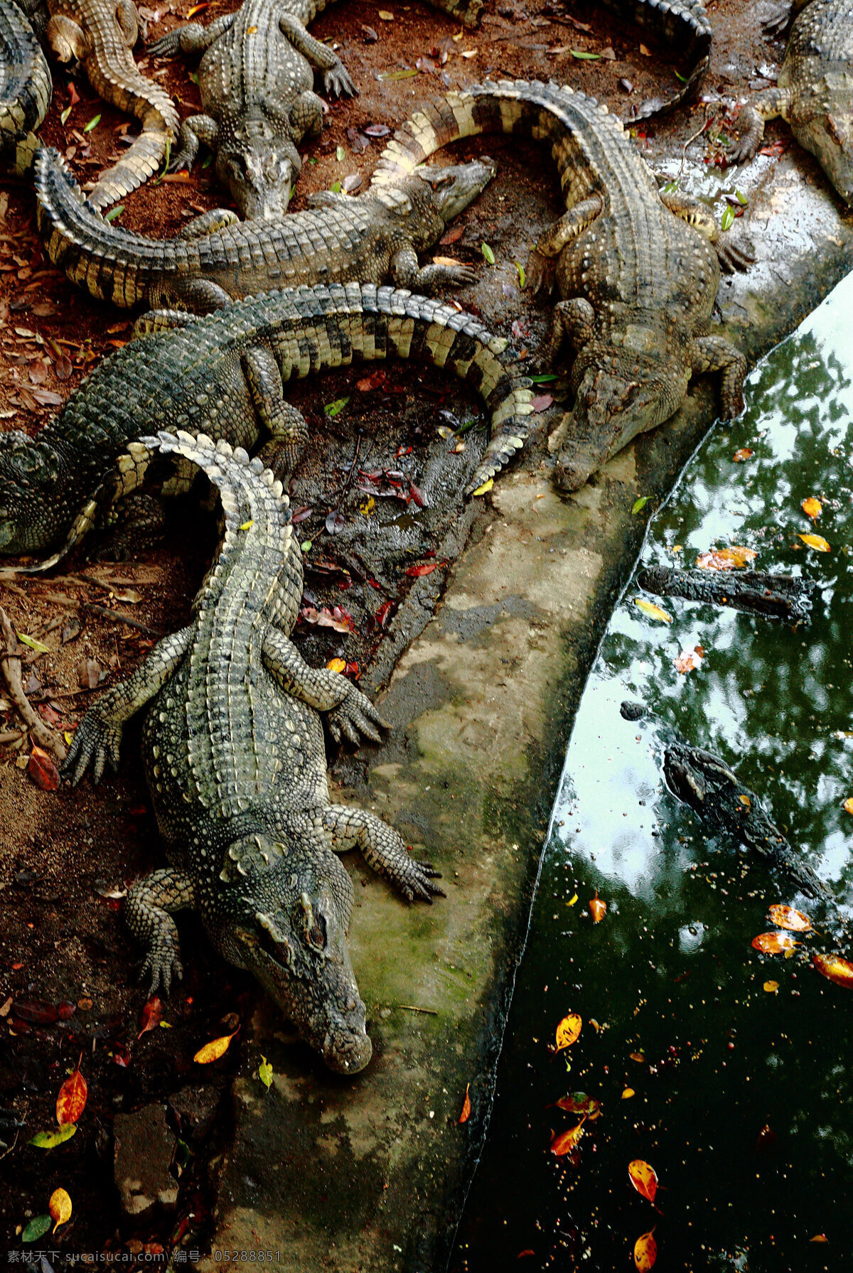 泰国鳄鱼 鳄鱼 泰国 动物 旅游 泰国游 旅游摄影 国外旅游