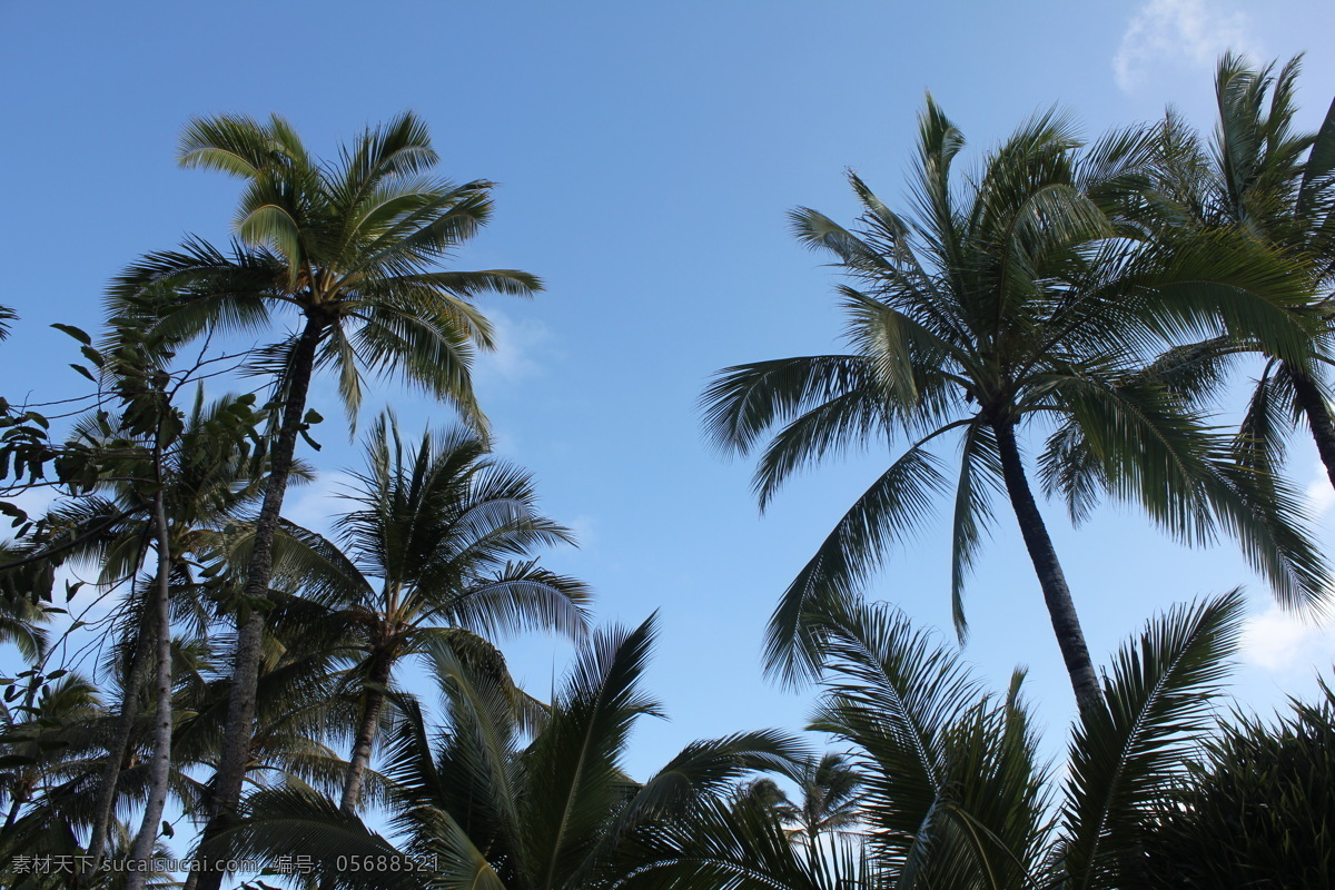 椰子树 椰子 树木 椰树林 树叶 树木树叶 生物世界