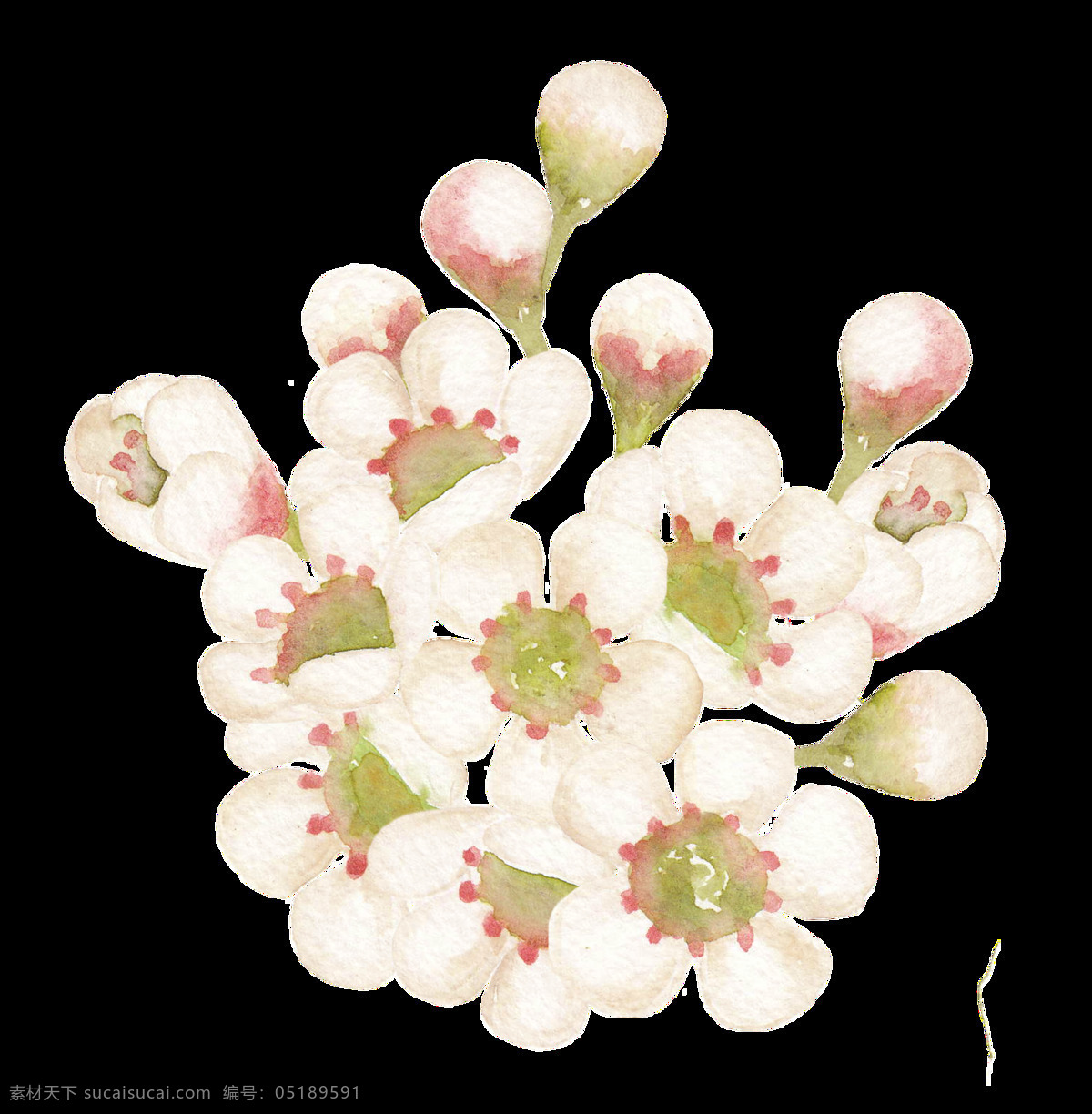 治愈 白菊花 透明 白色 花朵 透明素材 免扣素材 装饰图案