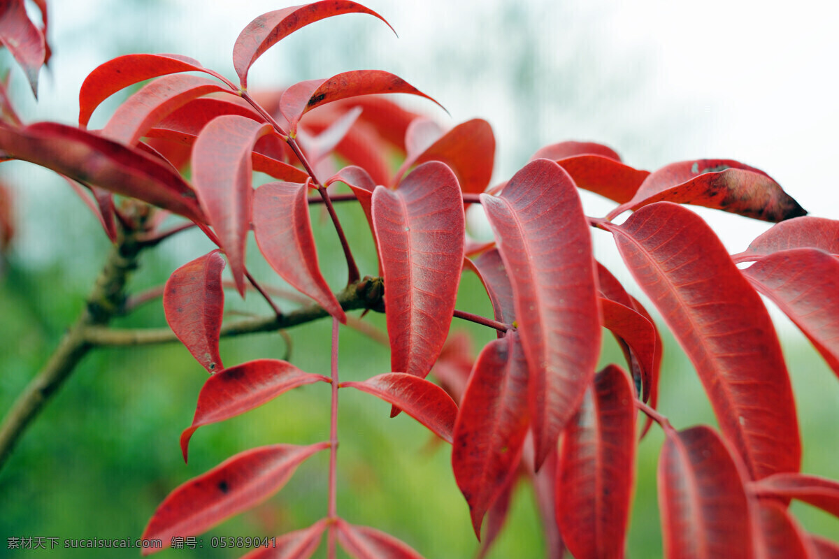 漆 树叶 保护 红色 化工 家具 美化 生物世界 树木树叶 漆树叶 油漆 漆树 原料 装饰 遮盖 矢量图 现代科技