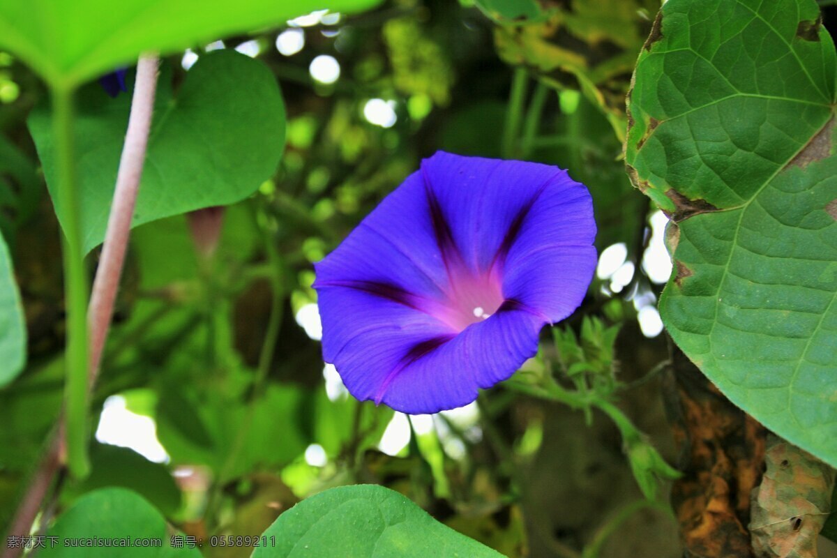 牵牛花 鲜花 绿叶 花叶 花草 植物 黑丑 白丑 二丑 喇叭花 牵牛 朝颜花 花草植物树木 生物世界