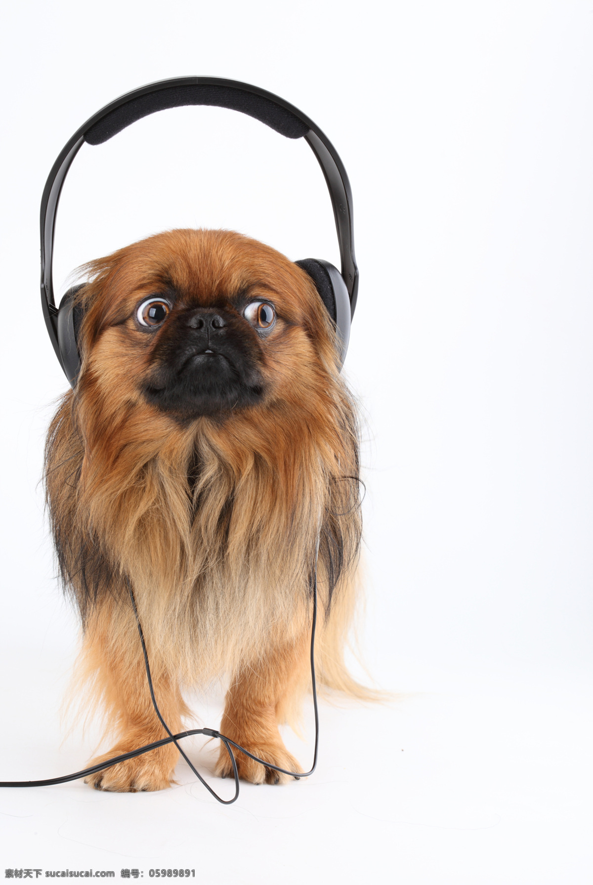 听音乐的小狗 小狗 宠物狗 戴耳机的小狗 家禽家畜 生物世界