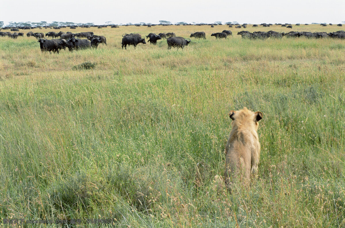 狮子 背面 非洲野生动物 动物世界 动物 jpg图片 非洲 野生动物 生物世界 摄影图片 脯乳动物 狮子高清图片 狮子写真 狮子背面图 远处的牛群 草原 陆地动物