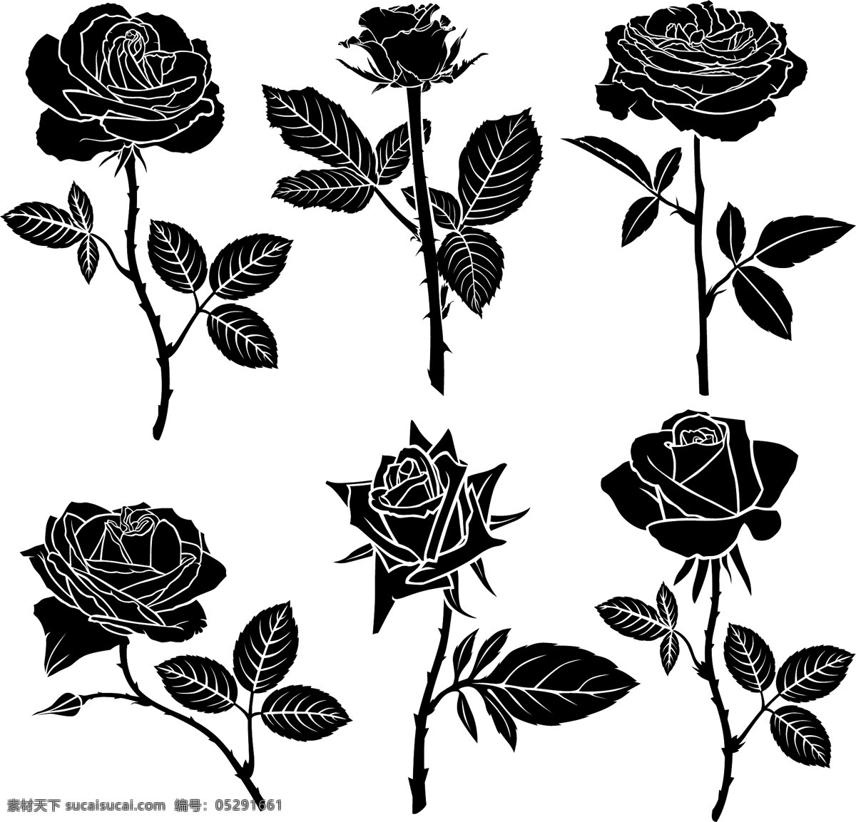 黑白 时尚 艺术 玫瑰花 图案 花朵 玫瑰 唯美 植物